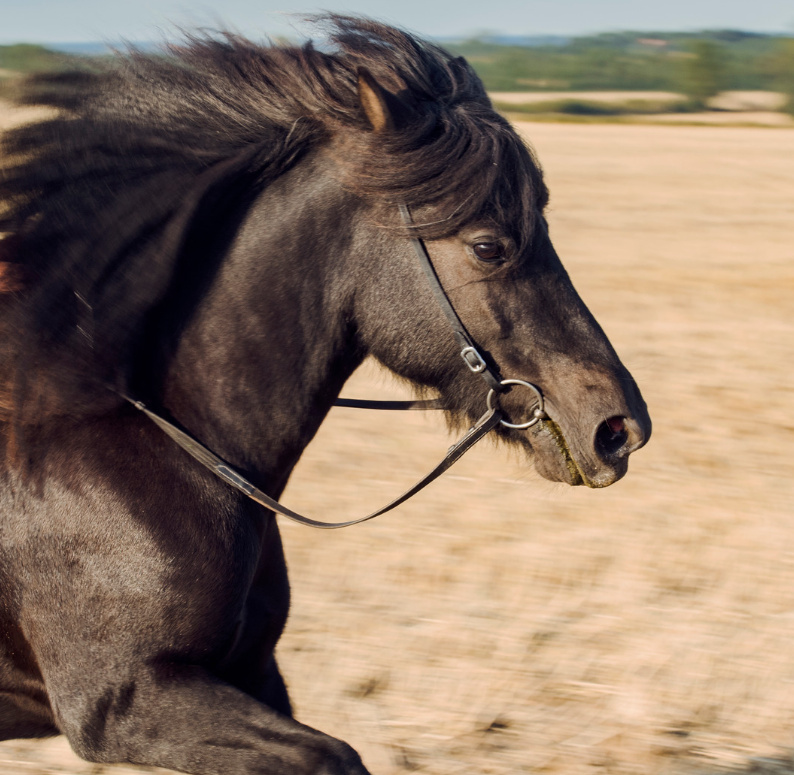 Dunkler Isländer im Galopp mit wehender Mähne