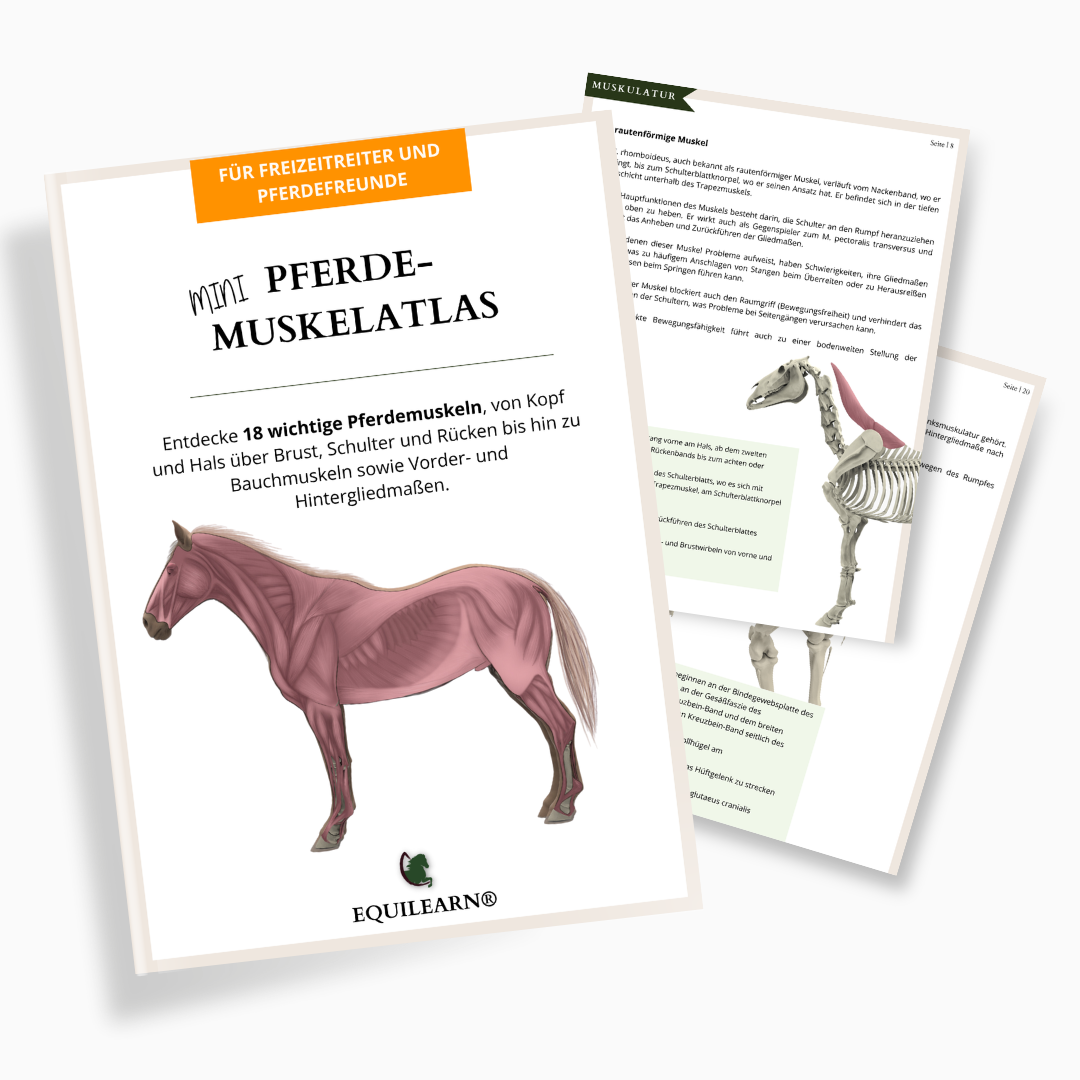 Mockup: Mini Pferde-Muskelatlas